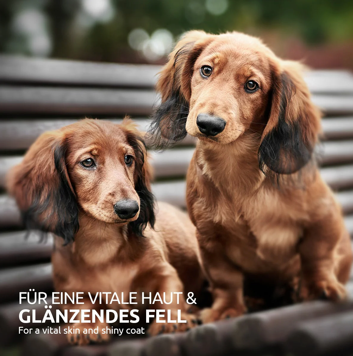 AniForte® Bierhefe Tabletten für Hunde: Das Allrounder-Talent